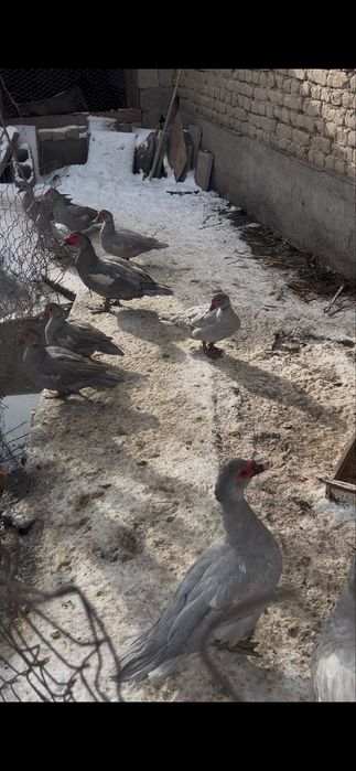 Индоутка Лаванда