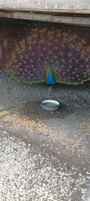 Ouă de păuni umeri negrii