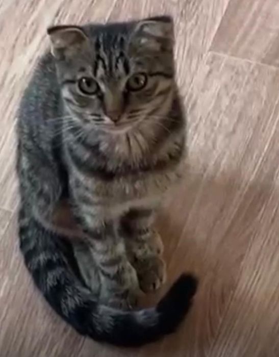 Породистая кошка