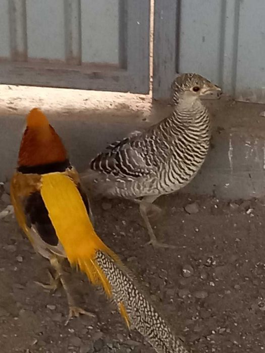 Продабтся Фазаны Лимонные