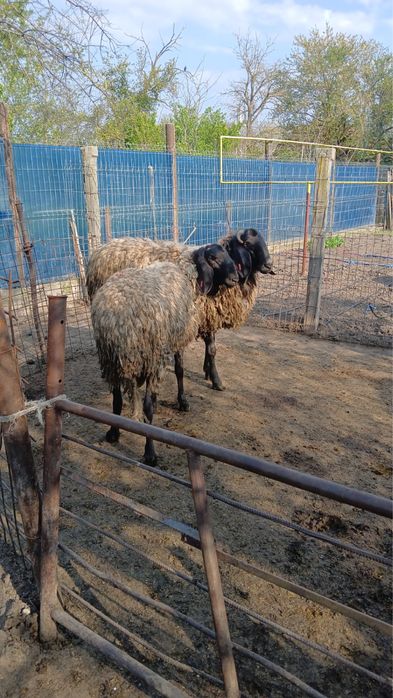 Vand 2 berbeci (noatini), 2500 ron bucata