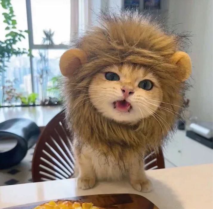 Шапка для кошек среднего размера