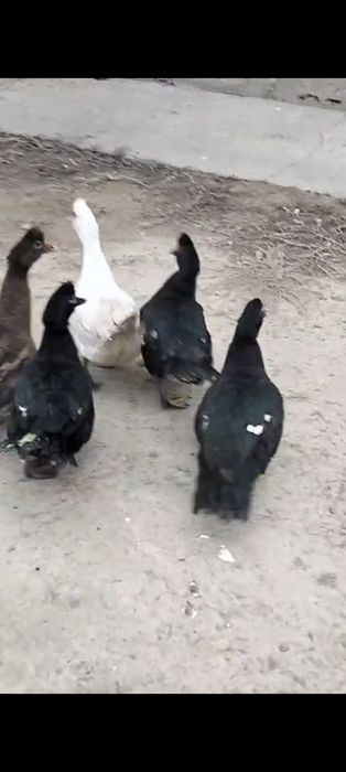 Продам индоуточек