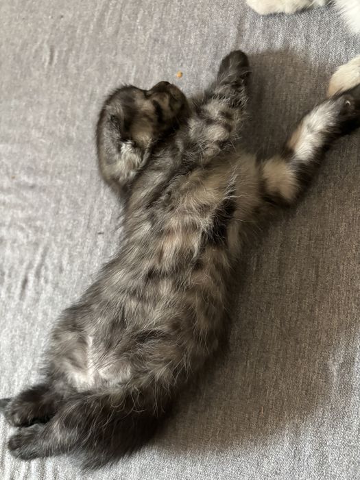 Вислоухая девочка — милашка ищет дом