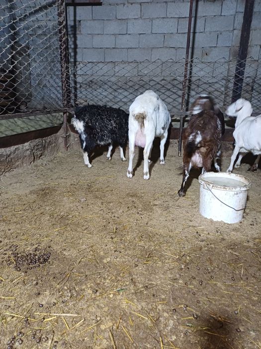 Сауынды ешкілер сатылады