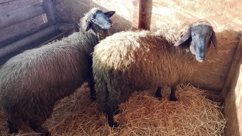 Vand berbeci de prasila tigae ruginie cap negru german si carabas.