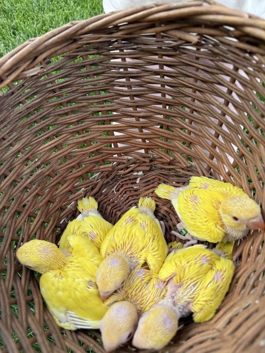 Puiuti blanzi obisnuiti cu copiii papagali vorbitori micul alexandru