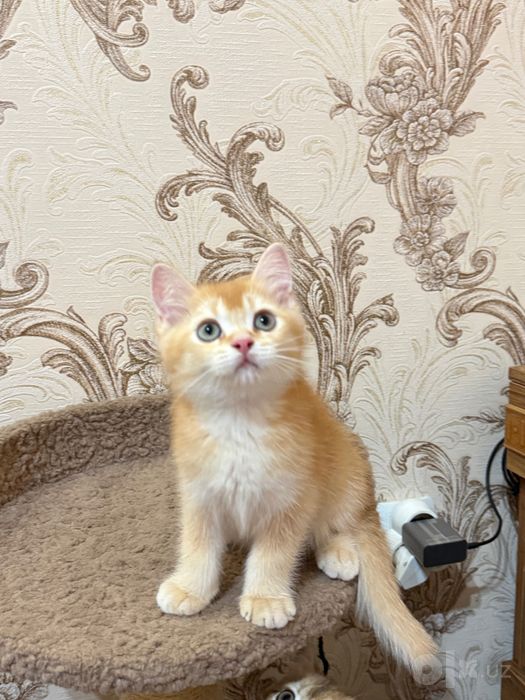Британские котята  BRI d 03