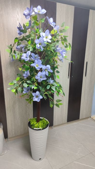 Суней дарахтлар оптом