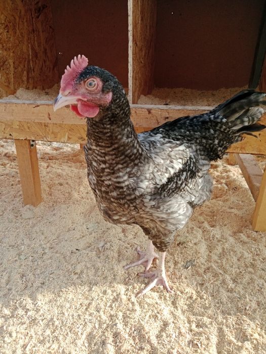 Молодые здоровые Петушки