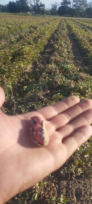 Фъстъци български