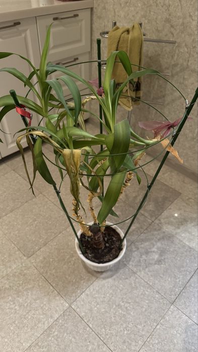 Продам комнатное растение