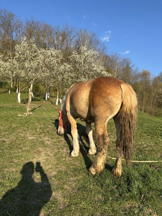 Vand o manza din doua