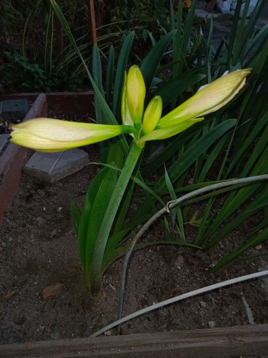 Амарилис красный и белый