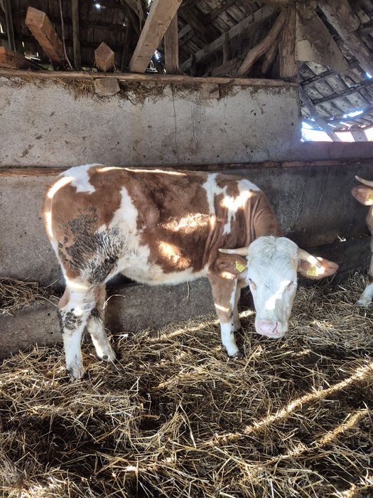 Vand jurinci gestante