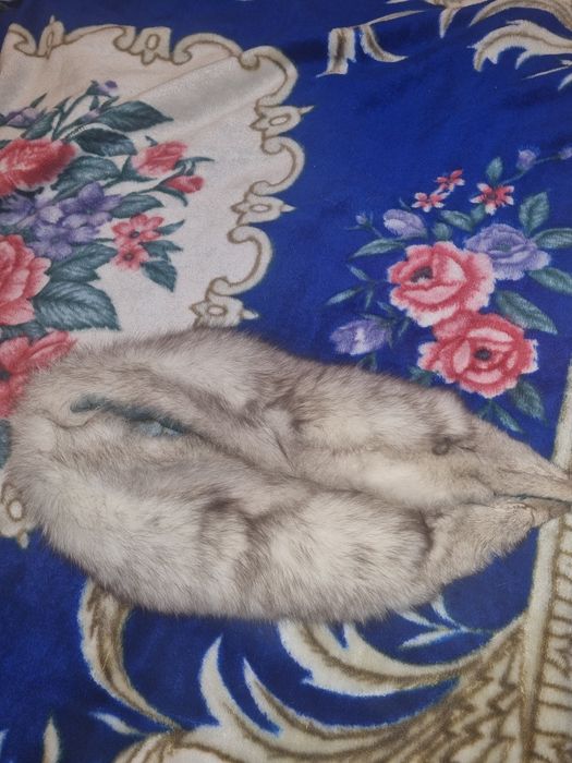 Guler vulpe argintie