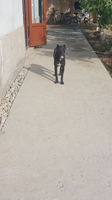 Pitbull erkak 8 oylik