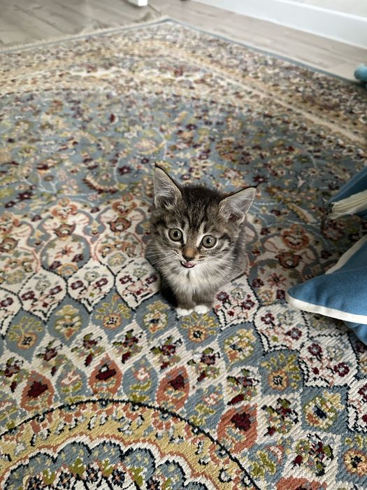 Отдам в надежные добрые руки. Котенок
