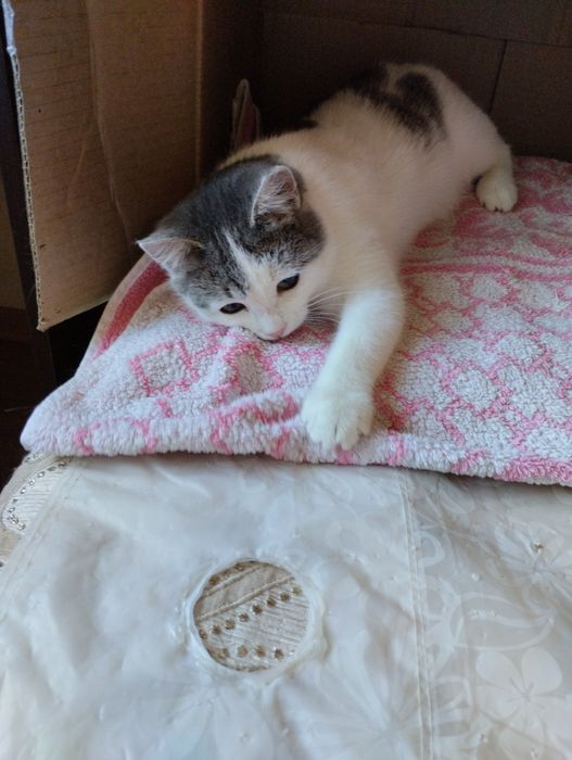 Кошечка ищет дом