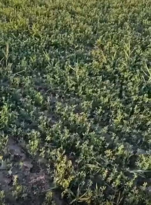 Семена люцерны,Семиречье,Джеа