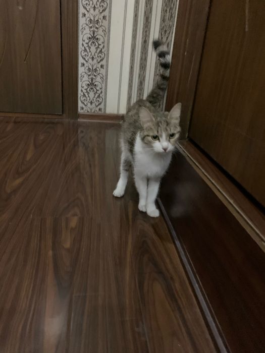 Кошку отдадим только в любящие руки.