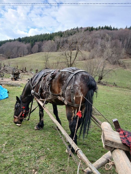 De vanzare:cal in varsta de 7 ani.