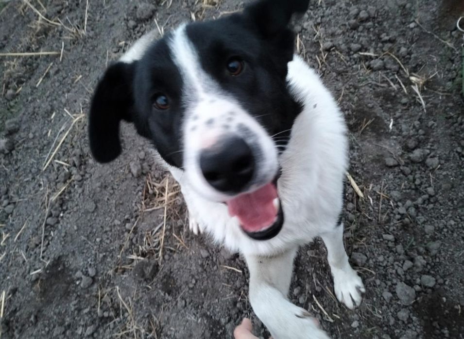 Метис ищет дом. Кобель.