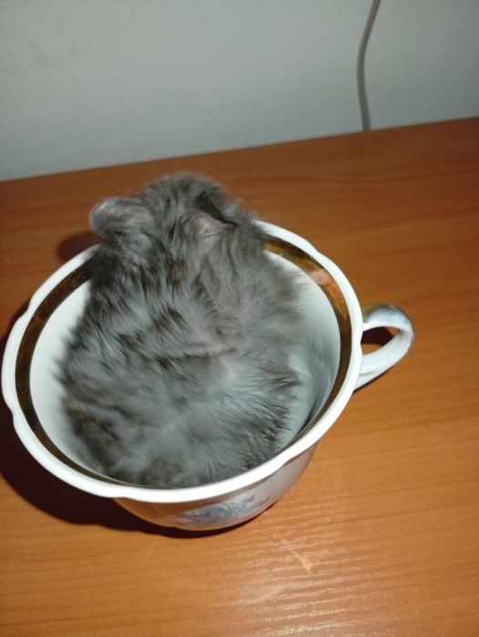 Хамеки животное .