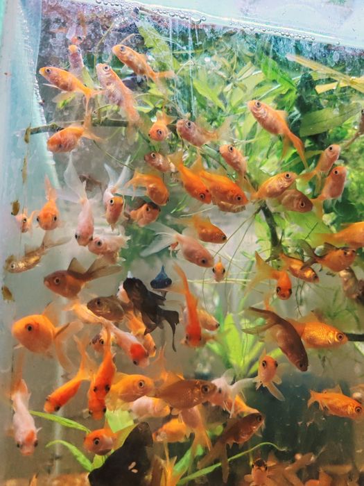 Carasi ryukin, calico, oranda pentru acvarii/iazuri