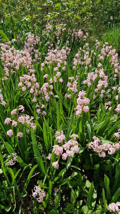 Гиацинты с луковицами