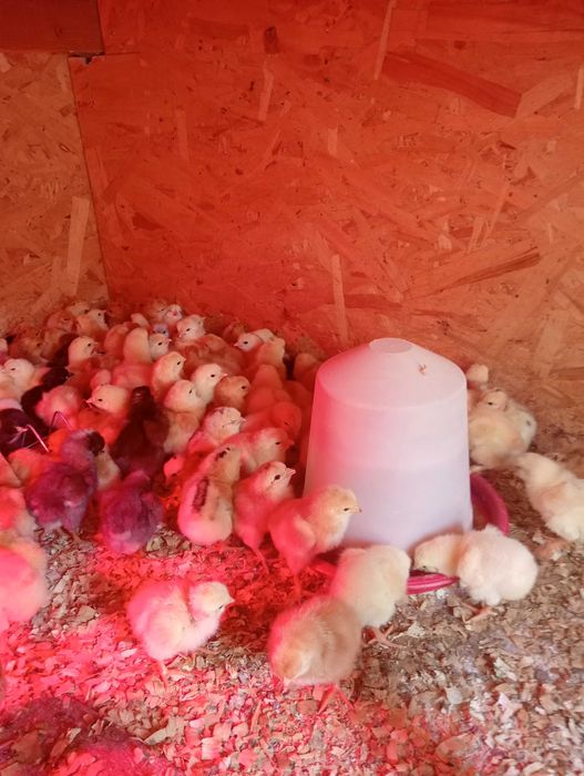 Vând puii de găină de o zi