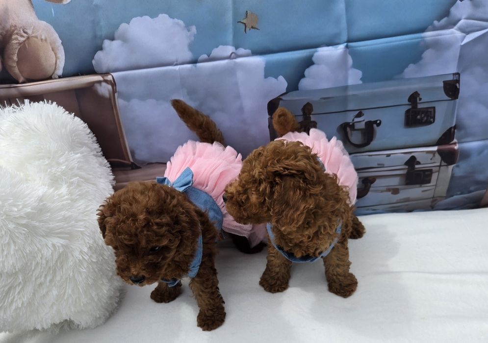 Пудел той Poodle toy с родословие