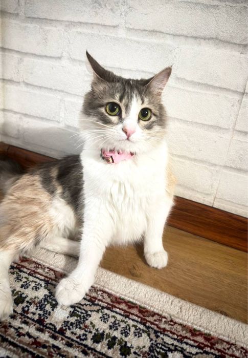 Mushuk hadya qilaman ! Shunchaki tepa tekinga