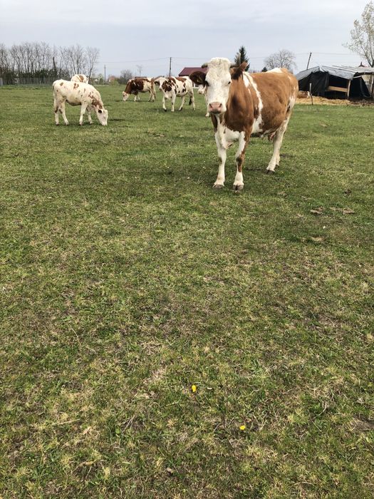 De vânzare 3 vaci bălțate