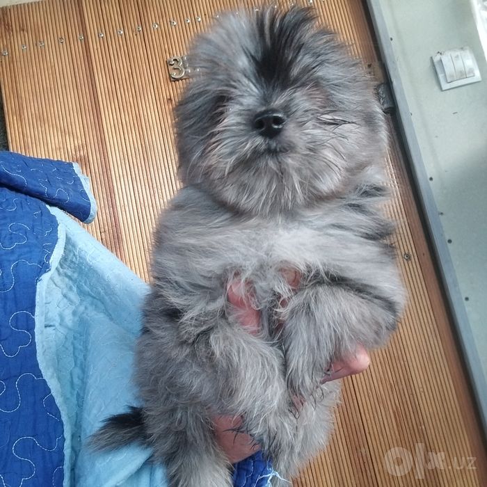 Только у нас щенки йорониана