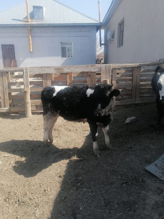 Баспақ жем бордақы