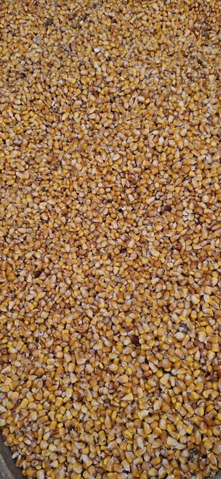 Vând porumb producție 2025!