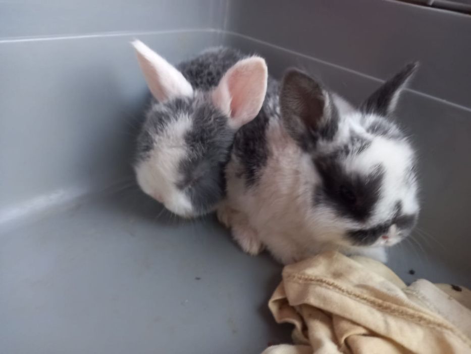 Продам декоративных крольчат.