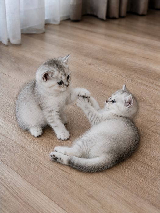 Британские котята Шиншилла