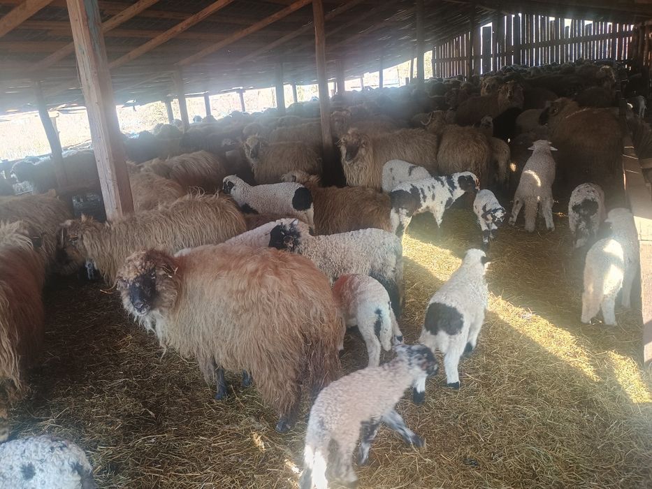 Oi cu miei  de vânzare