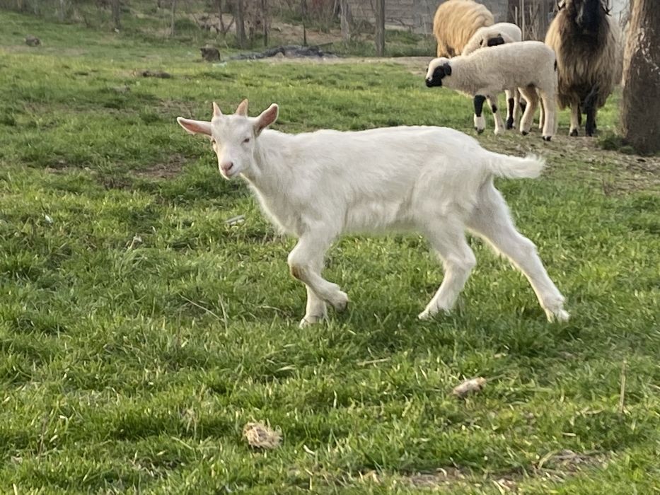 Iezi sannen iede si tap