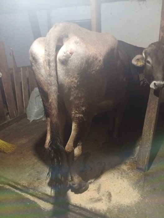 Vând vaca gestanta in 5 luni