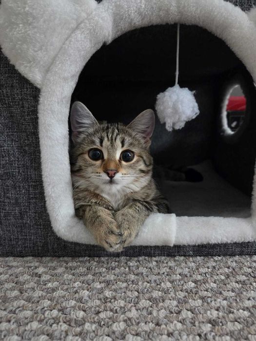 Маленькая умница в добрые руки