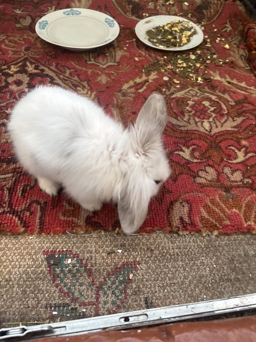 Продам мини атюрных  кролтков