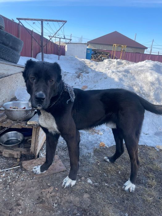 Отдам в добрые руки