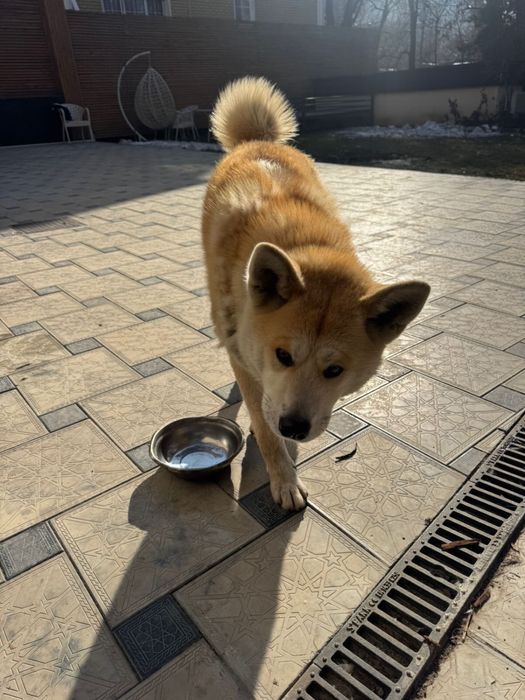 Продам Акита-ину