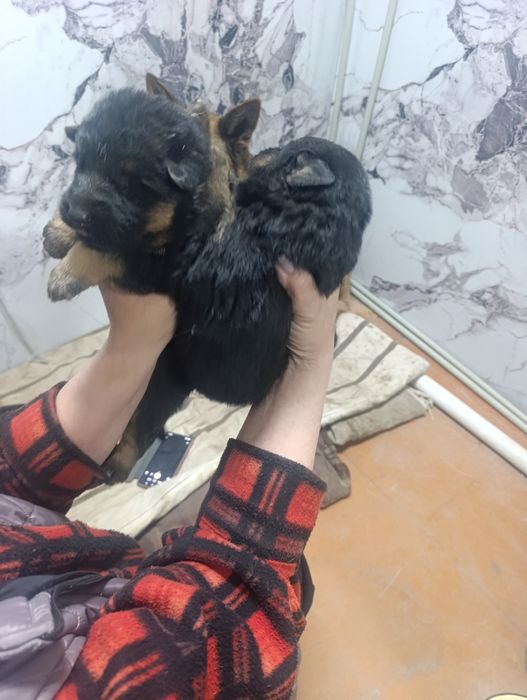 Продам Щенков немецкой овчарки