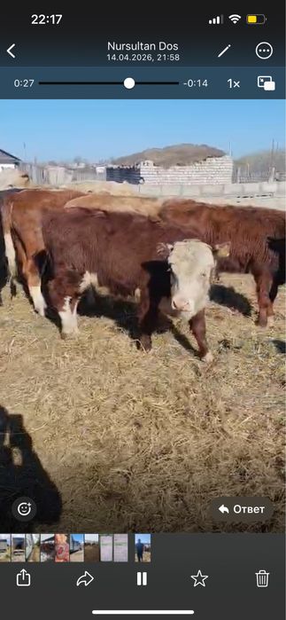 Падсостар 43 бас оптом