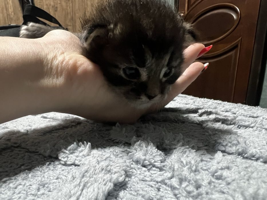 Котенок Мейн кун