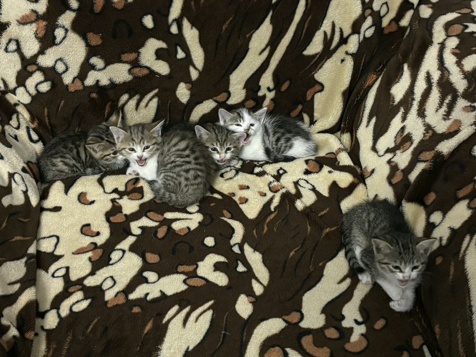 Mushukchalar beramiz